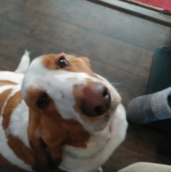 Meet your Posher, Anne - Picture 1 of 1